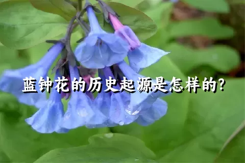 蓝钟花的历史起源是怎样的？