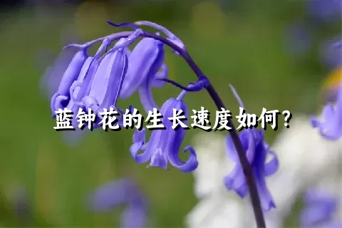 蓝钟花的生长速度如何？