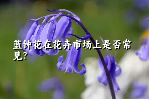 蓝钟花在花卉市场上是否常见？