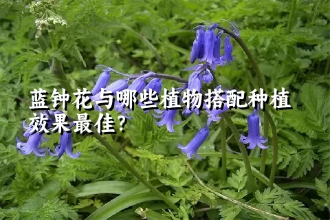 蓝钟花与哪些植物搭配种植效果最佳？