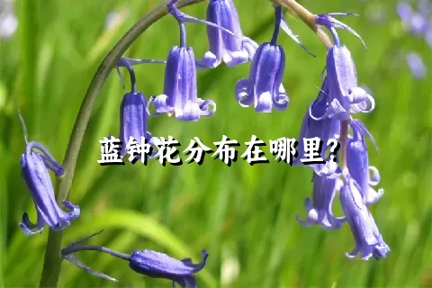 蓝钟花分布在哪里?