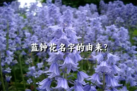 蓝钟花名字的由来？