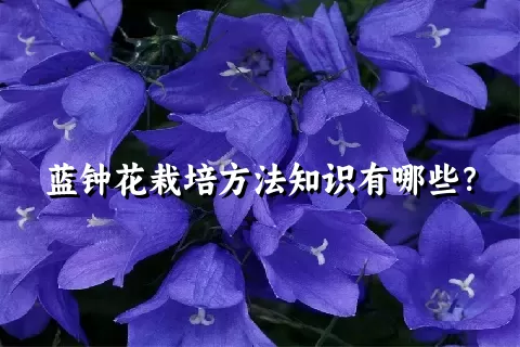 蓝钟花栽培方法知识有哪些？