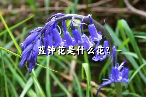 蓝钟花是什么花？