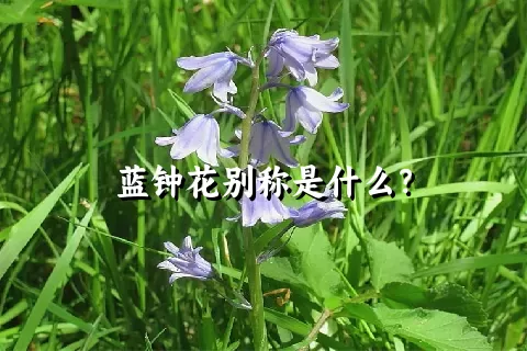 蓝钟花别称是什么？