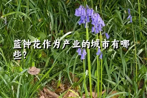 蓝钟花作为产业的城市有哪些？