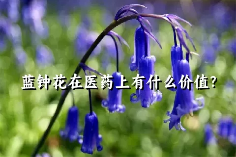 蓝钟花在医药上有什么价值？