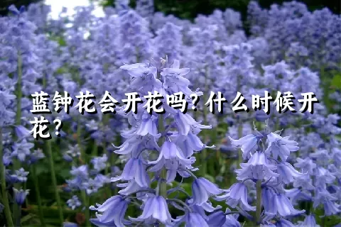 蓝钟花会开花吗？什么时候开花？