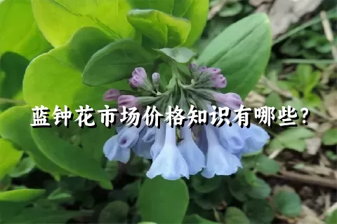 蓝钟花市场价格知识有哪些？