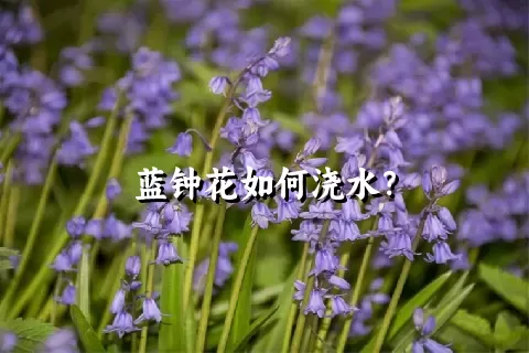 蓝钟花如何浇水？