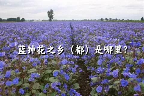 蓝钟花之乡（都）是哪里？