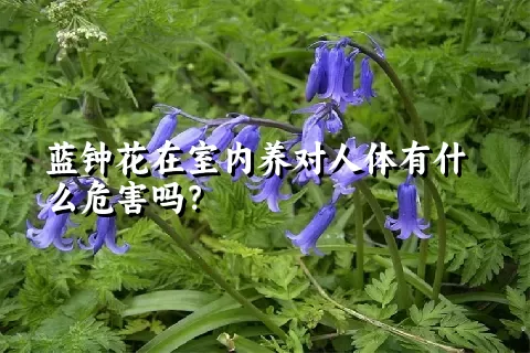 蓝钟花在室内养对人体有什么危害吗？