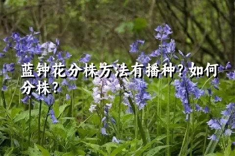 蓝钟花分株方法有播种？如何分株？