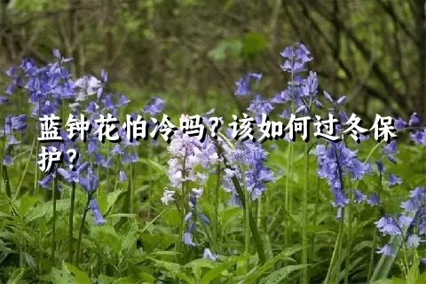 蓝钟花怕冷吗？该如何过冬保护？