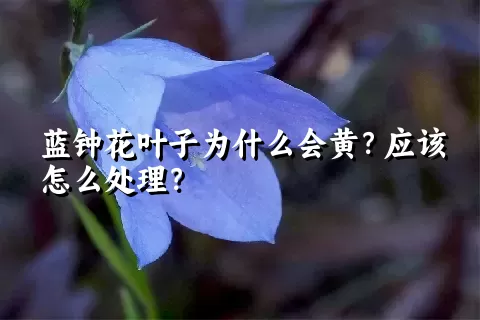 蓝钟花叶子为什么会黄？应该怎么处理？