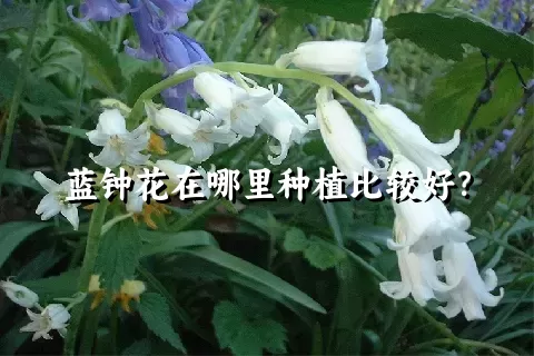 蓝钟花在哪里种植比较好？