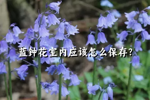 蓝钟花室内应该怎么保存？