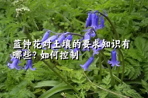 蓝钟花对土壤的要求知识有哪些？如何控制