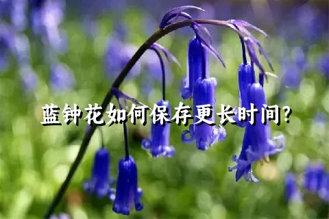 蓝钟花如何保存更长时间？