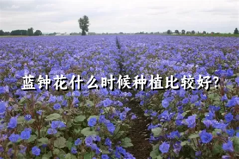 蓝钟花什么时候种植比较好？