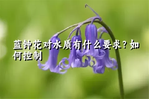 蓝钟花对水质有什么要求？如何控制