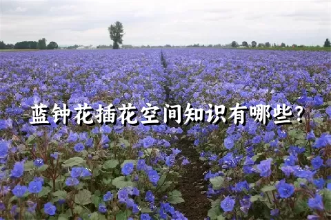 蓝钟花插花空间知识有哪些？