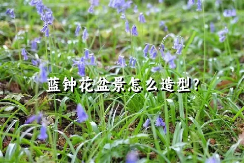 蓝钟花盆景怎么造型？