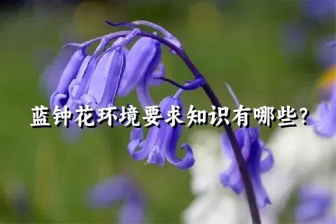 蓝钟花环境要求知识有哪些？