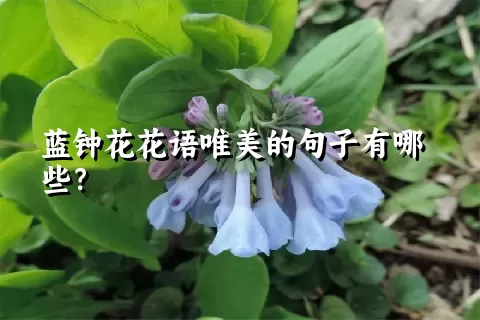 蓝钟花花语唯美的句子有哪些？