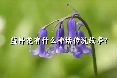 蓝钟花有什么神话传说故事？