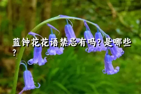 蓝钟花花语禁忌有吗？是哪些？