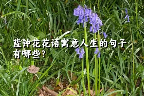 蓝钟花花语寓意人生的句子有哪些？