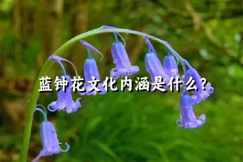 蓝钟花文化内涵是什么？