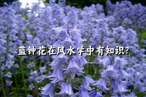 蓝钟花在风水学中有知识？