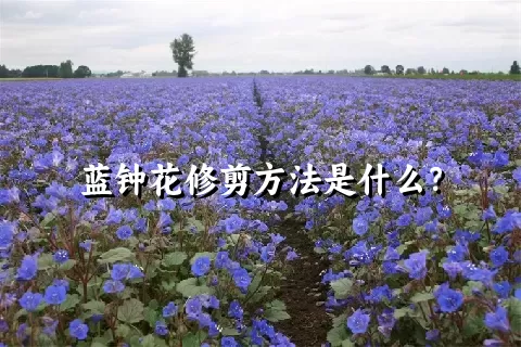 蓝钟花修剪方法是什么？