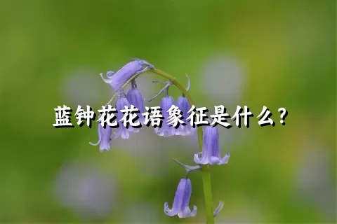 蓝钟花花语象征是什么？