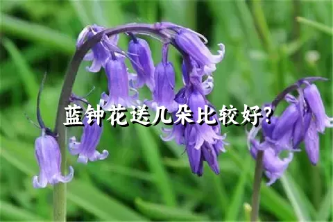 蓝钟花送几朵比较好？