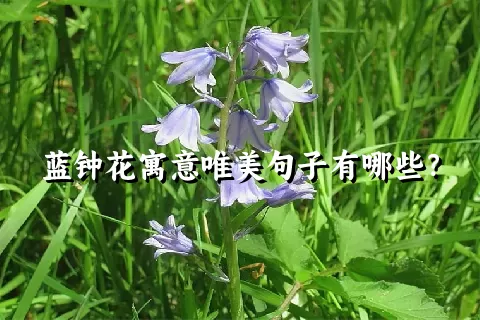 蓝钟花寓意唯美句子有哪些？