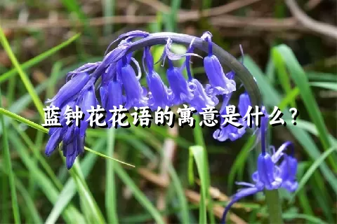 蓝钟花花语的寓意是什么？