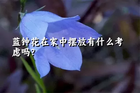 蓝钟花在家中摆放有什么考虑吗？