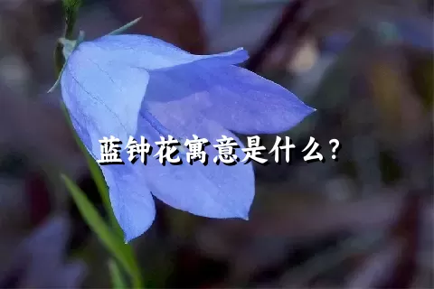 蓝钟花寓意是什么？