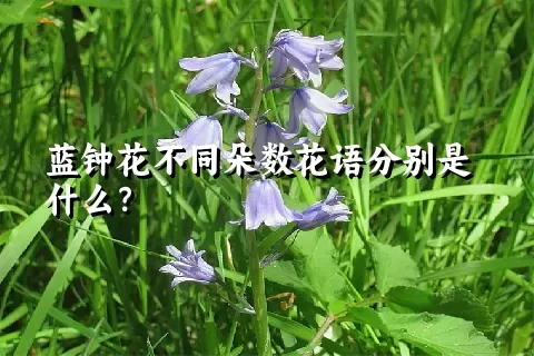 蓝钟花不同朵数花语分别是什么？