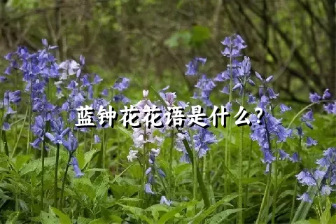 蓝钟花花语是什么？