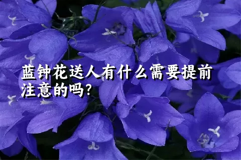 蓝钟花送人有什么需要提前注意的吗？