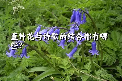 蓝钟花与诗歌的结合都有哪些？