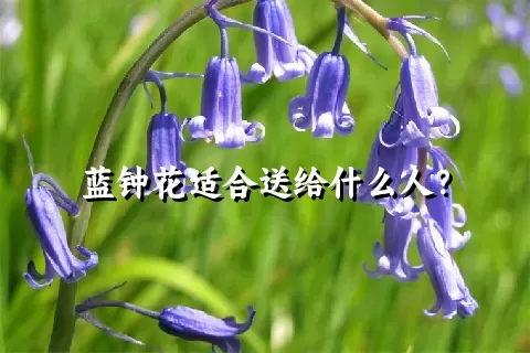 蓝钟花适合送给什么人？