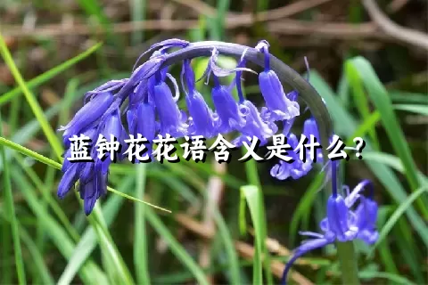 蓝钟花花语含义是什么？