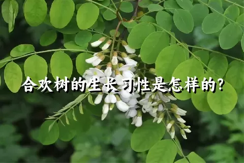 合欢树的生长习性是怎样的？