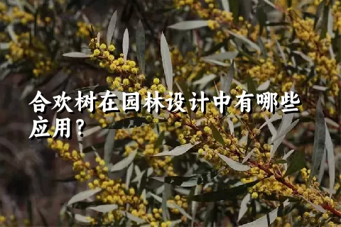 合欢树在园林设计中有哪些应用？