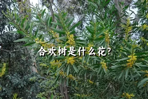 合欢树是什么花？